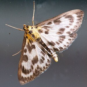 2010 07 15 Falter 01 01