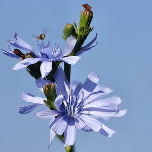Blumen 07