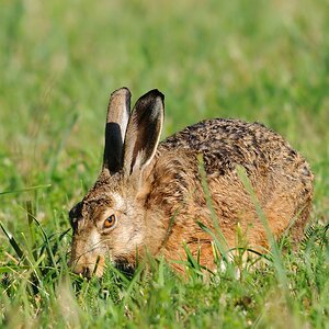 hase25