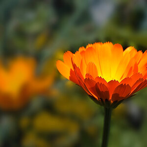 2080615 4182c Ringelblume 1000h