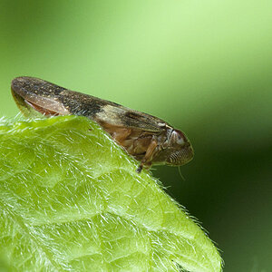 2010 06 19 Zikade 01 02