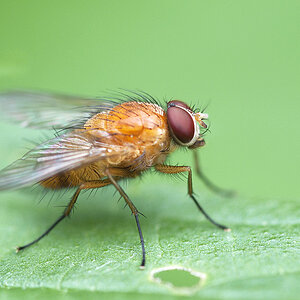 2010 06 19 Gelbe Dungfliege 01 01