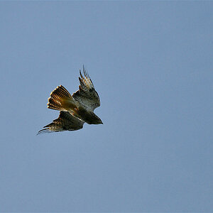 Bussard