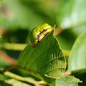 Laubfrosch19.7.10