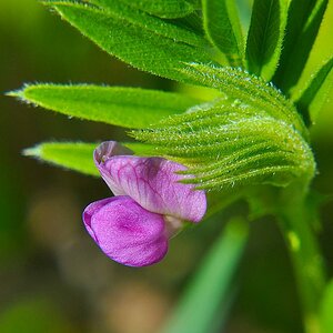 Wildblume 01