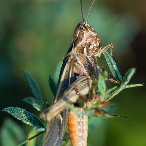 2010 07 19 Heupferd 02 04