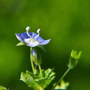 Wildblume 02