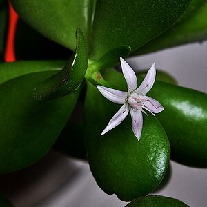 Dickblattblüte