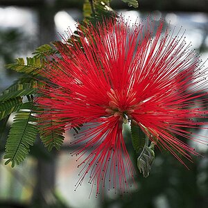 Exotische Blüte 01