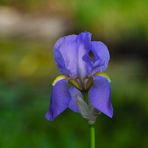 Blume 02