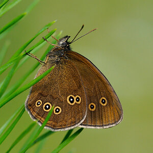 Schornsteinfeger (brauner Waldvogel)