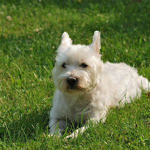 Jacky schaut weg
Sigma AF 70-210/2.8 an D80 bei ISO 200, 85 mm, f/5.6, 1/320s.
