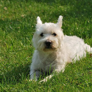 Jacky schaut mich an
Sigma AF 70-210/2.8 an D80 bei ISO 200, 85 mm, f/5.6, 1/500s.
