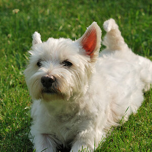 Jacky schaut
Sigma AF 70-210/2.8 an D80 bei ISO 200, 70 mm, f/5.6, 1/500s.
