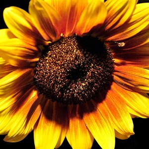 Sonnenblume Neu 2