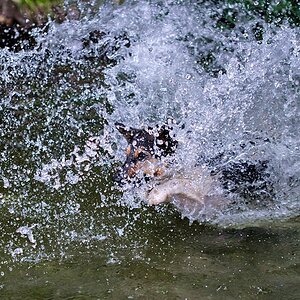 Meilo springt 6 FORUM