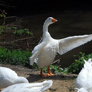 Da gehts lang! (Gänse auf dem Reiterhof, D40X) DSC 4289 x