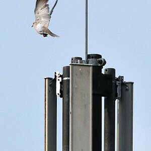 Brieftaube oder Taubenfunk? (D300, 500;5.6) MHX 3594 x