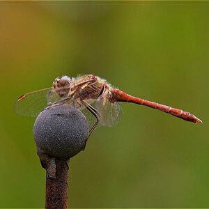 Blutrote Heidelibelle