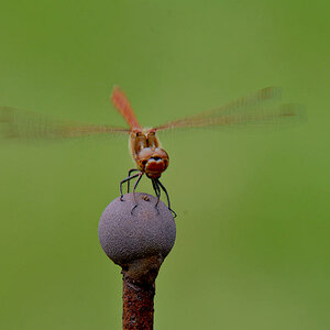 Blutrote Heidelibelle