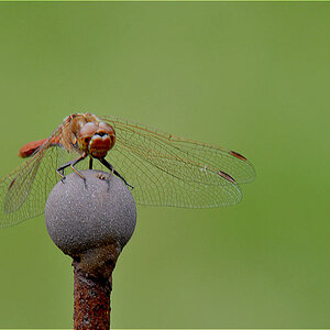 Blutrote Heidelibelle