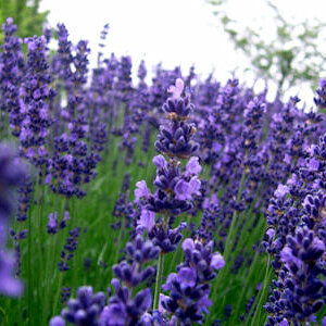 Lavendel