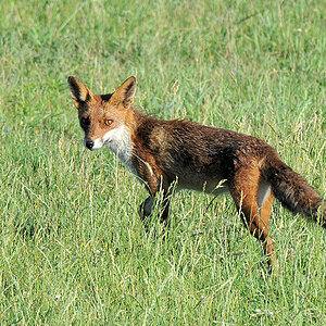 Fuchs in Oostvaarderplaasen
Testbild mit D300+500/4.0+TC14EII
Ausschnitt 2600x1463
7301