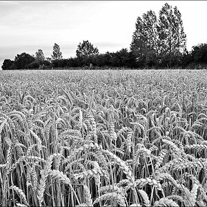 Feld SW