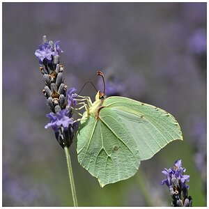 Schmetterling