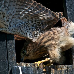 Turmfalke 100725www 2