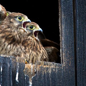 Turmfalke 100725www 3