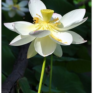 Lotus