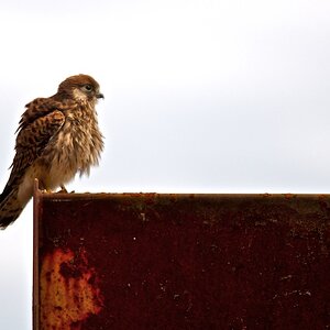 Turmfalke 100725www 4