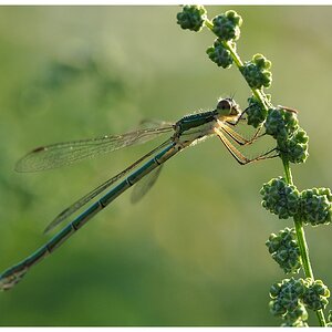 Libelle am Abend