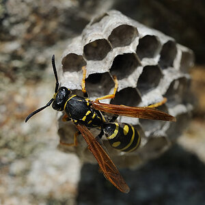 Wespe Gallische Feldwespe (Polistes dominula)
Wabenbau 2
Montafon