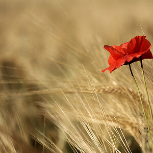 Mohn 1