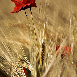 Mohn 2