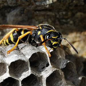 Gallische Feldwespe (Polistes dominula)
Wabenbau 6
Montafon