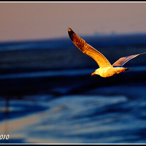 Dangast 2010 web
