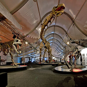 Gigasaurier-Ausstellung Naturmuseum Senckenberg