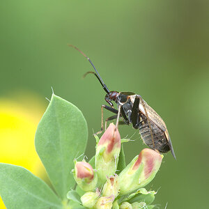 2010 07 04 Wanze 02 01