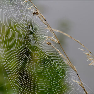 Spinnennetz