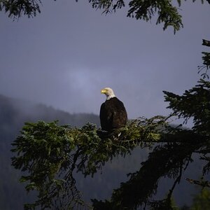 Seeadler