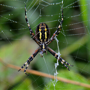 Spinne