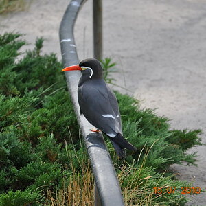 Vogel1