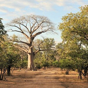 Der Nationalpark ist mit Miombo-Wald bedeckt.
Die Baobabs haben Ende Mai bereits die Blätter verloren
0836