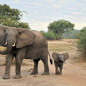 Elefantendame mit Kind
1208