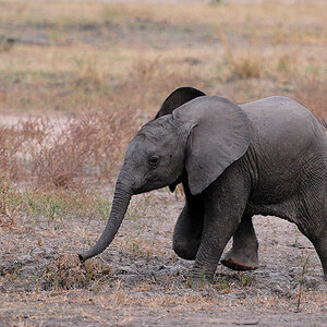kleiner Elefant
8139