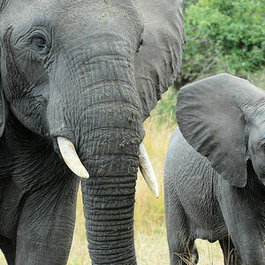 Elefantmutter mit Kind
8219
