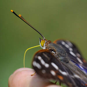 Schillerfalter (am Finger)